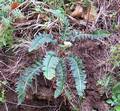 !Asplenium lolegnamense M 14.jpg