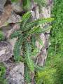 !Asplenium lolegnamense M 19.jpg