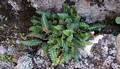 !Asplenium octoploideum Cc 01.jpg