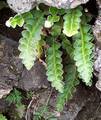 !Asplenium octoploideum Ct 03.jpg
