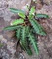 !Asplenium octoploideum Ct 07.jpg