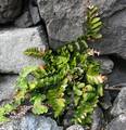 Asplenium marinum M 01.jpg