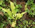 Asplenium scolopendrium Al 03.jpg