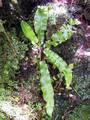 Asplenium scolopendrium Ap 01.jpg