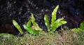 Asplenium scolopendrium M 01.jpg