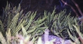 Asplenium trichomanes #07.jpg