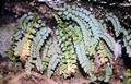 Asplenium trichomanes #12.jpg