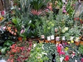 Barcelos market #143.jpg