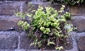 Adiantum capillus-veneris.jpg