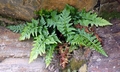 Asplenium adiantum-nigrum #01.jpg
