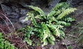 Asplenium marinum, Port Gaverne.jpg