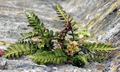 Asplenium marinum, Wadebridge.jpg