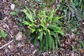 Blechnum spicant #01.jpg