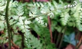 Dryopteris aemula #02.jpg