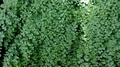 Adiantum capillus-veneris C03.jpg