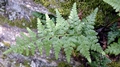 Asplenium balearicum D03.jpg