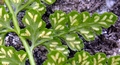 Asplenium balearicum D09.jpg