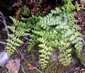 Asplenium balearicum D11.jpg