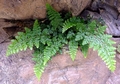 Asplenium billotii F01.jpg
