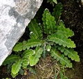 Asplenium ceterach B02.jpg