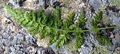 Asplenium hybrid #2 F04.jpg