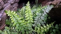 Asplenium obovatum subsp obovatum D01.jpg