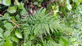 Asplenium onopteris C01.jpg