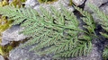 Asplenium onopteris C02.jpg