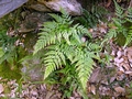 Asplenium onopteris G03.jpg