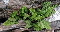 Asplenium petrarchae subsp. petrarchae D01.jpg