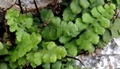 Asplenium petrarchae subsp. petrarchae D01D.jpg
