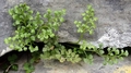Asplenium ruta-muraria B05.jpg
