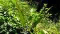 Asplenium scolopendrium C02.jpg