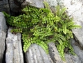 Asplenium trichomanese subsp. inexpectans B10.jpg