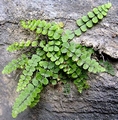 Asplenium trichomanese subsp. inexpectans D01.jpg