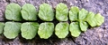 Asplenium trichomanese subsp. inexpectans D04.jpg