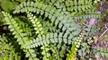 Asplenium trichomanese subsp. inexpectans F01.jpg