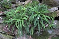 Asplenium trichomanese subsp. quadrivalens C03.jpg
