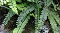 Asplenium x lucanum B01.jpg