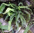 Asplenium x lucanum B02.jpg