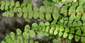 Asplenium x lucanum F04.jpg