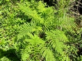 Athyrium filix femina C01.jpg