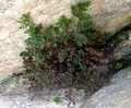 Cheilanthes tinaei B03.jpg