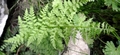 Cystopteris dickeana E05.jpg