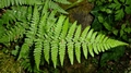 Dryopteris pallida subsp. pallida F03.jpg