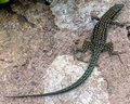 lizard D07.jpg