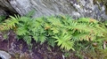 Polypodium cambricum C02.jpg