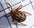 tick G02.jpg