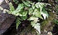 Asplenium adiantum-nigrum #E01.jpg