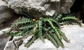 Asplenium ceterach #E02.jpg